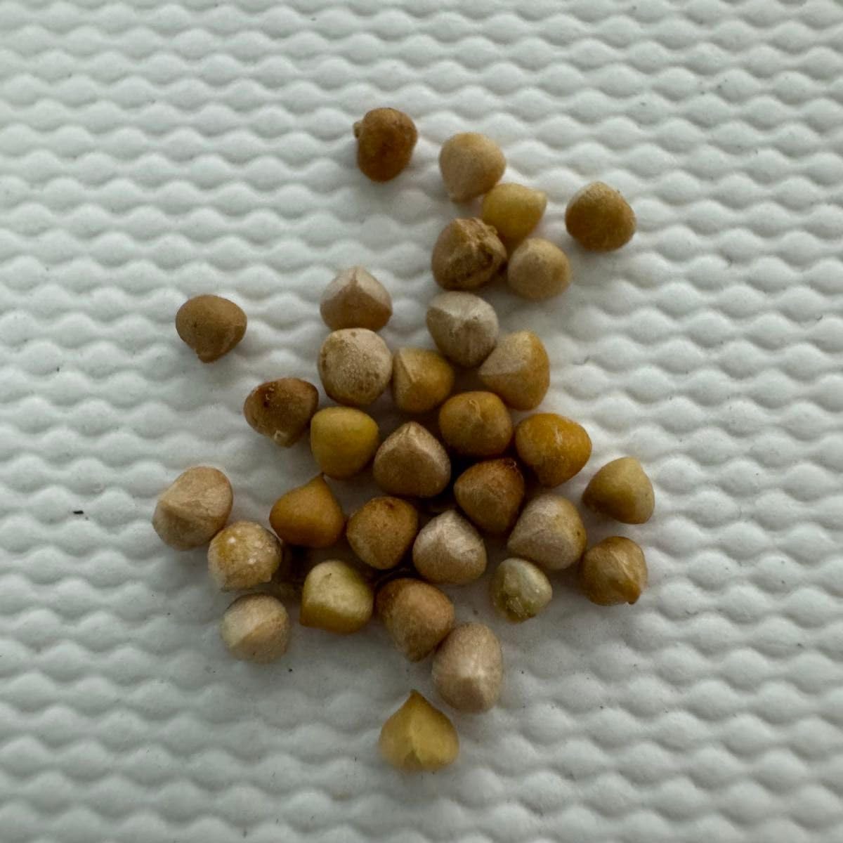 希少 マコデス ペトラ 西カリマンタン産 増殖株 希少 マコデス ペトラ